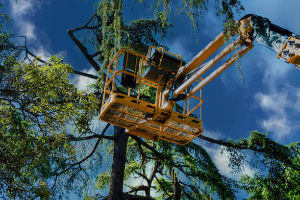 How Our Tree Care Process Works  in  Beavercreek, OR